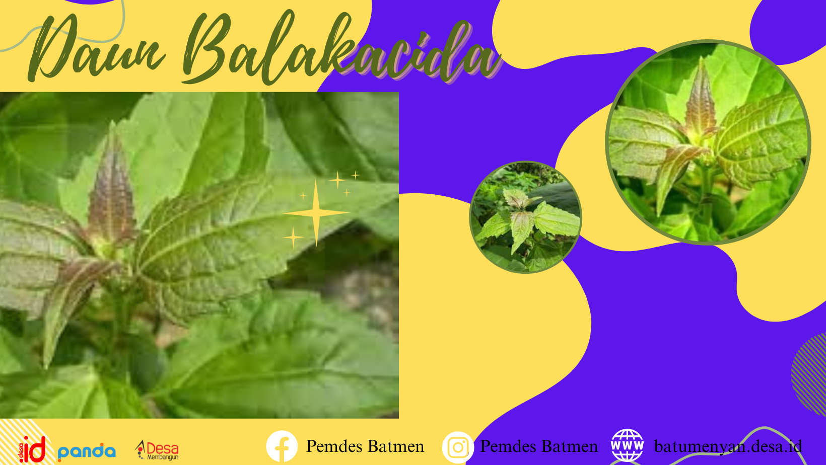 10 Manfaat Dan Cara Mengkonsumsi Daun Balakacida Untuk Kesehatan