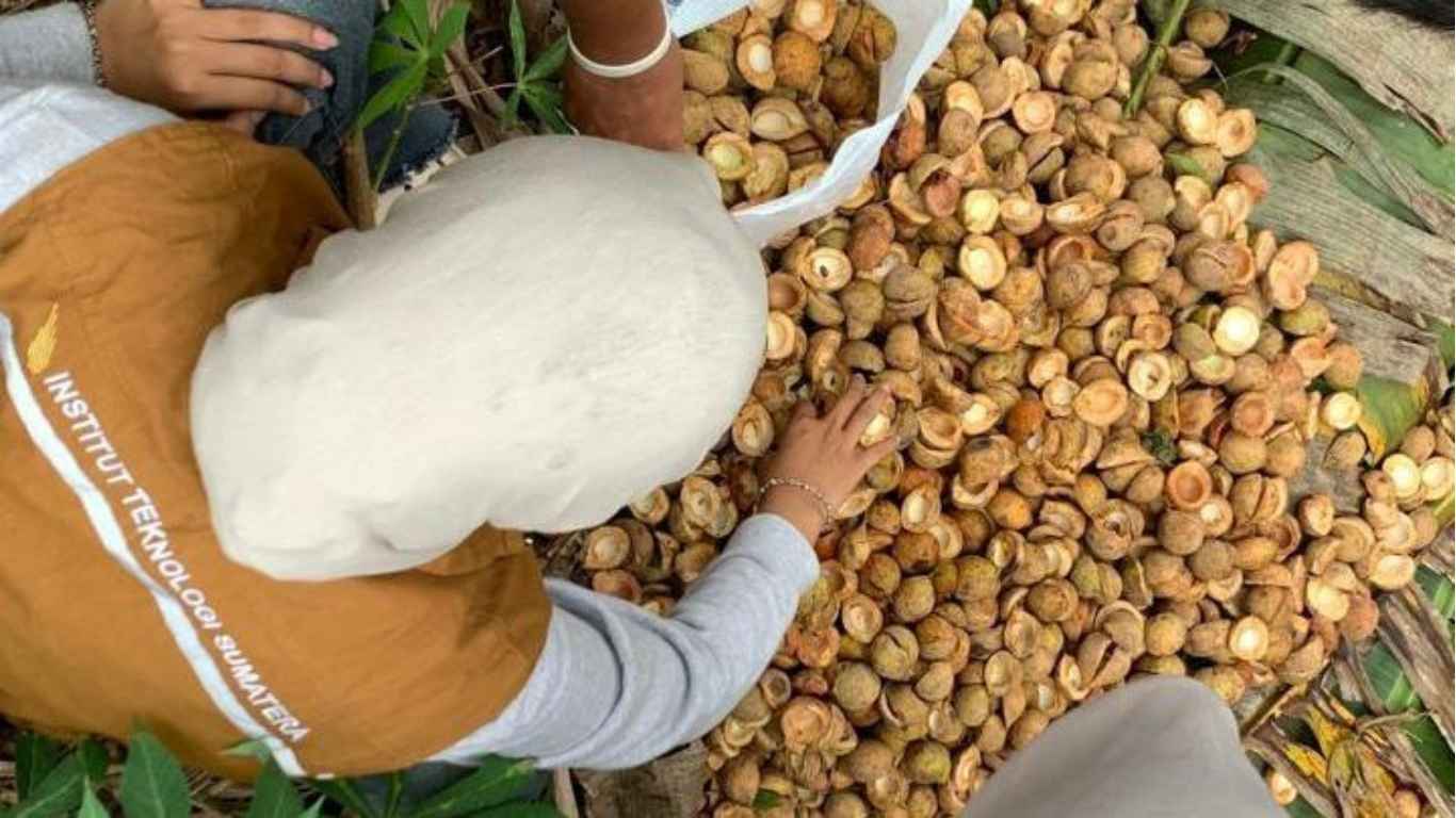 Mahasiswa KKN Tematik Kelompok 45 ITERA Sosialisasikan Pembuatan Insektisida Alami dari Kulit Buah Pala di Desa Batu Menyan