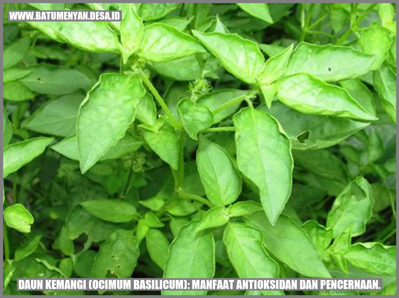 Daun Kemangi (Ocimum basilicum): Manfaat Antioksidan dan Pencernaan.