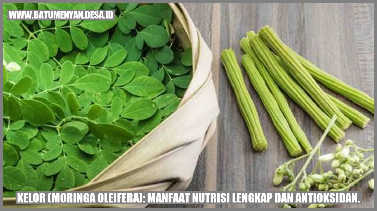 Kelor (Moringa oleifera): Manfaat Nutrisi Lengkap dan Antioksidan.