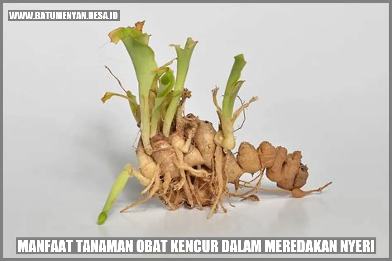 Manfaat Tanaman Obat Kencur dalam Meredakan Nyeri