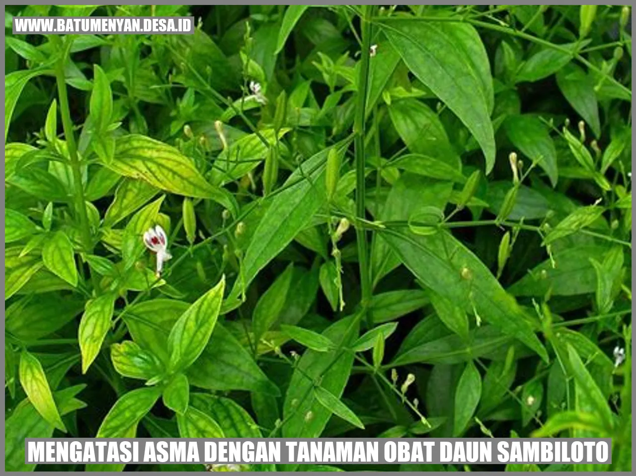 Mengatasi Asma dengan Tanaman Obat Daun Sambiloto