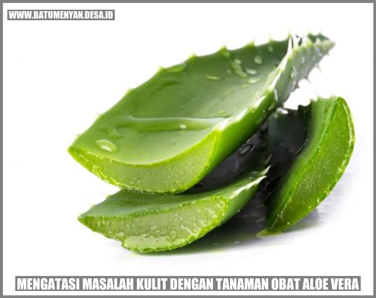 Mengatasi Masalah Kulit dengan Tanaman Obat Aloe Vera