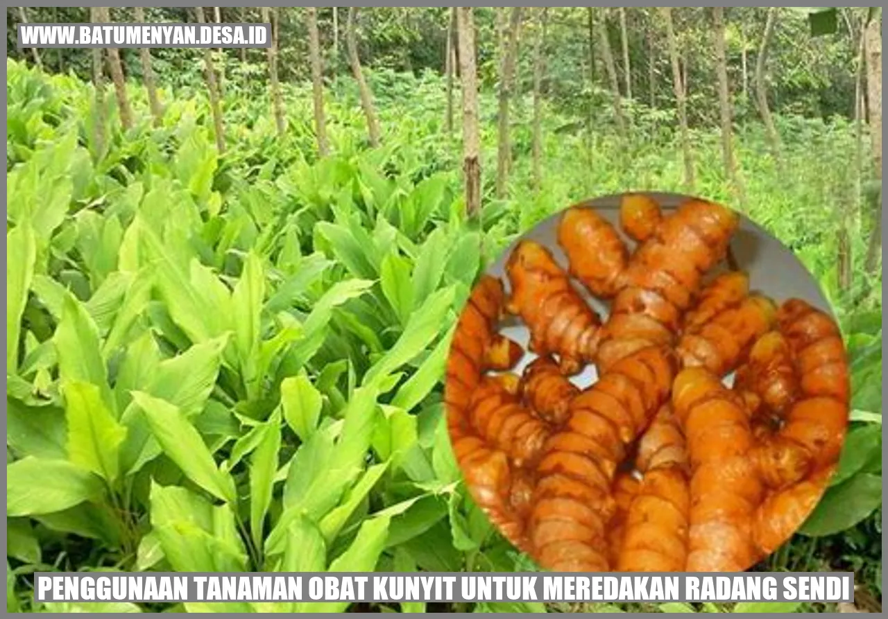 Penggunaan Tanaman Obat Kunyit untuk Meredakan Radang Sendi