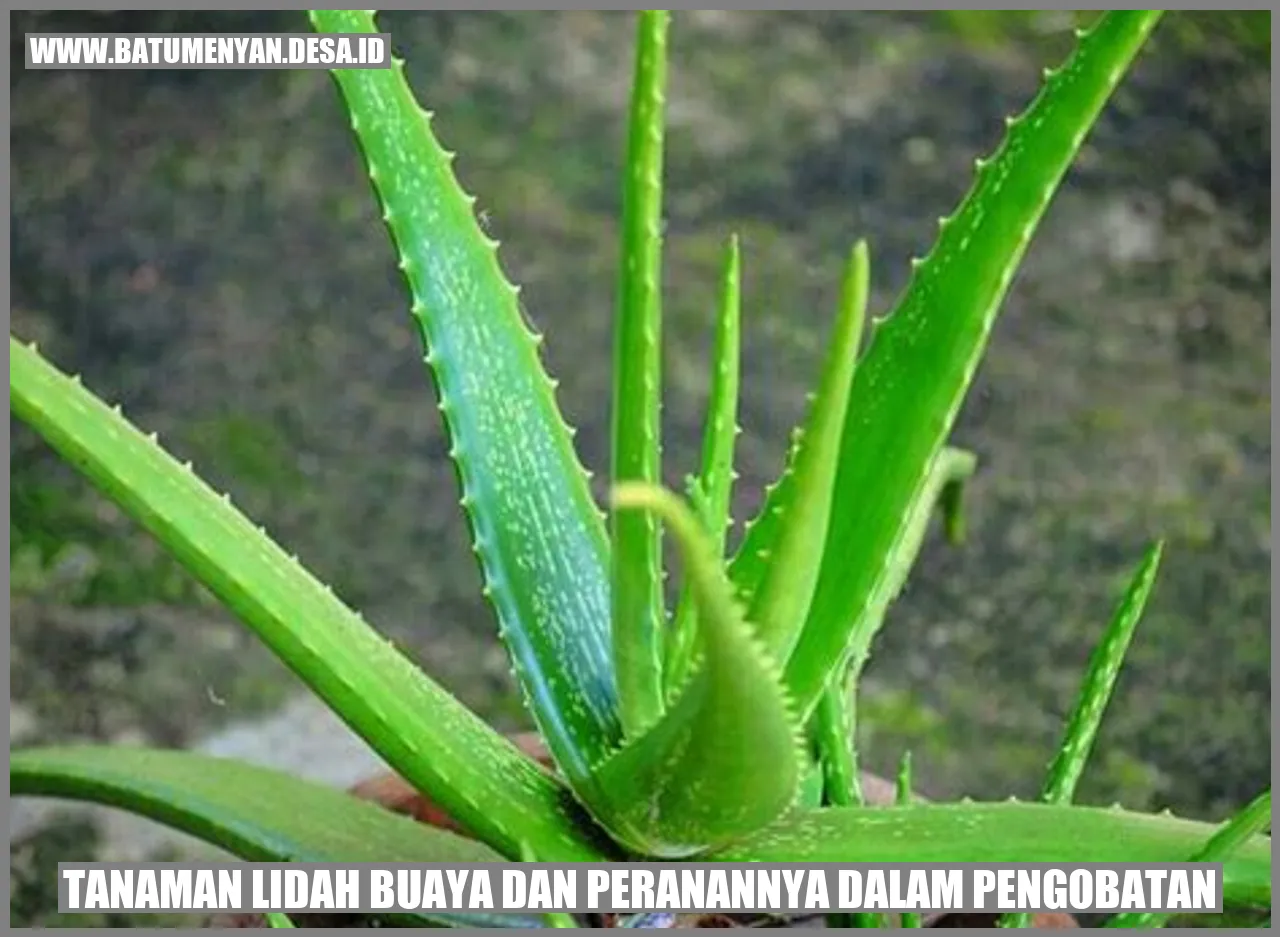 Tanaman Lidah Buaya dan Peranannya dalam Pengobatan
