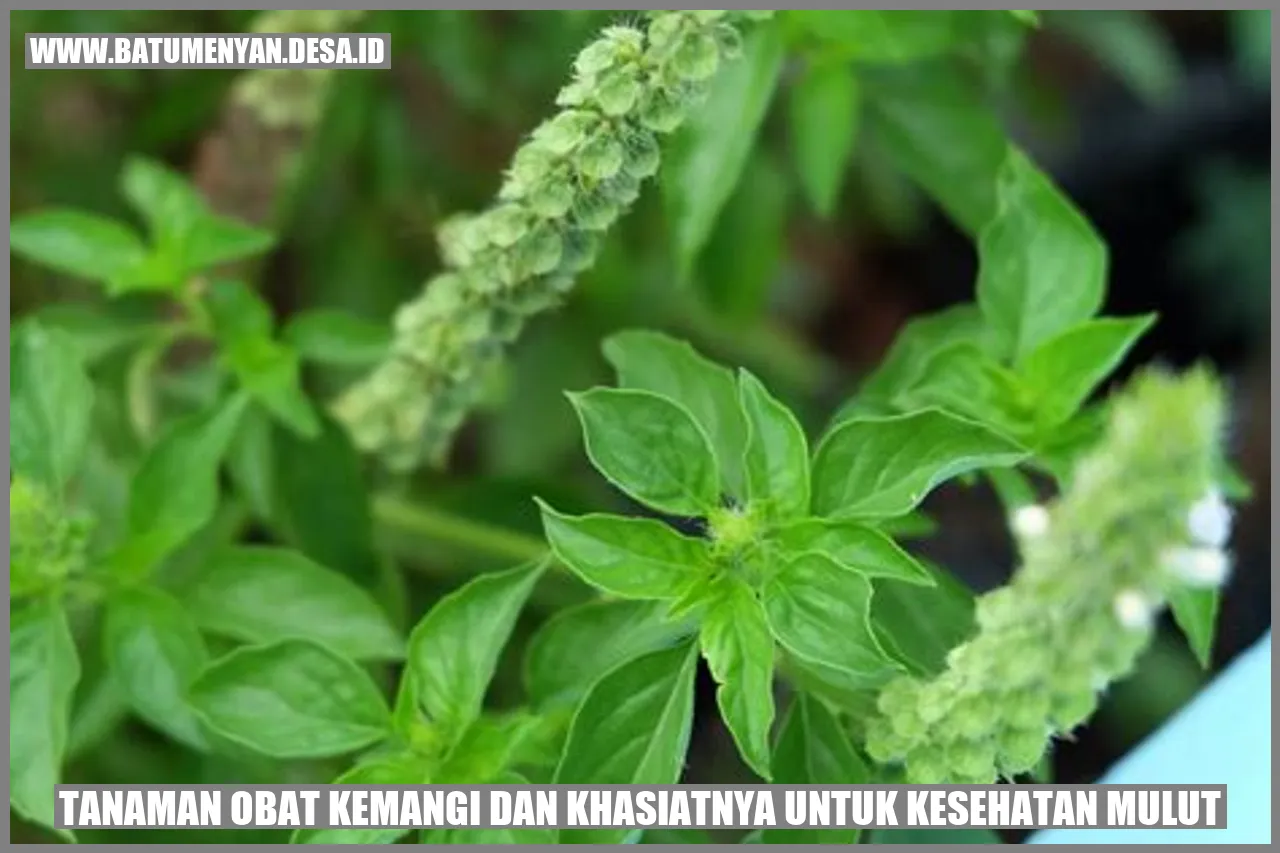 Tanaman Obat Kemangi dan Khasiatnya untuk Kesehatan Mulut