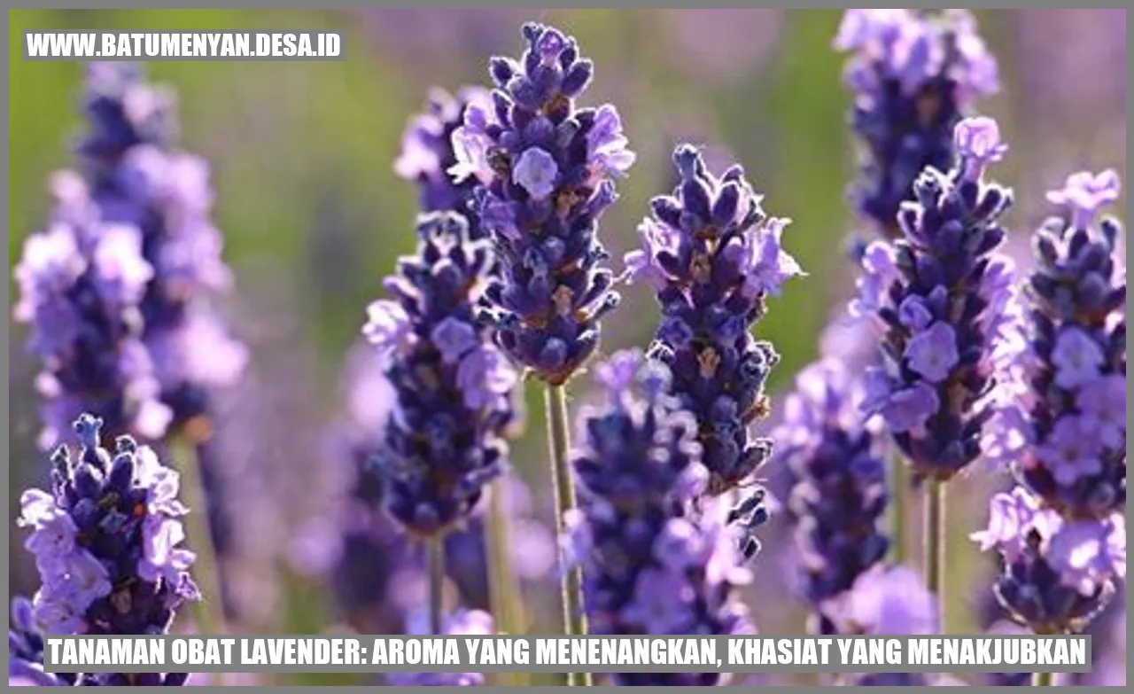 Tanaman Obat Lavender: Aroma yang Menenangkan, Khasiat yang Menakjubkan