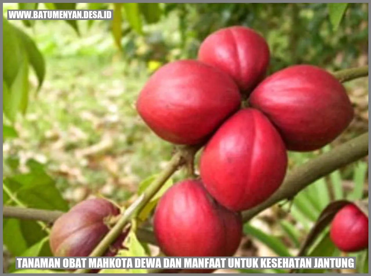 Tanaman Obat Mahkota Dewa dan Manfaat untuk Kesehatan Jantung