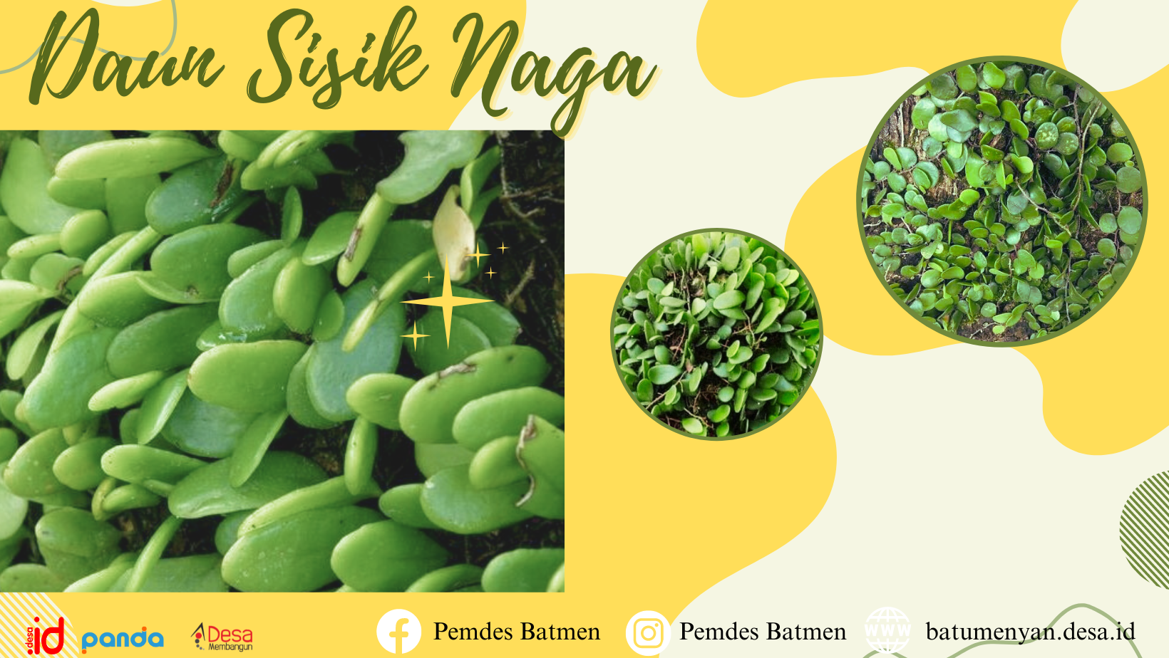 Anggrek Sisik Naga dan Manfaatnya Untuk Kesehatan
