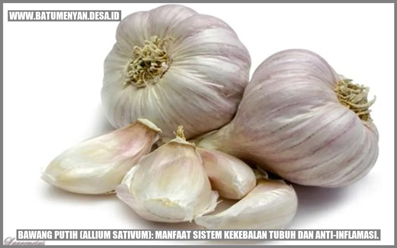 Gambar bawang putih