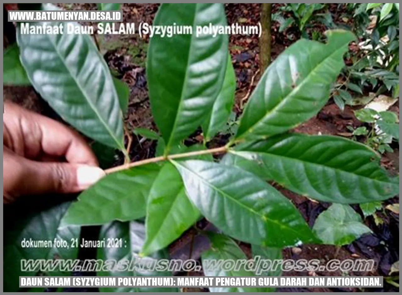 Gambar Daun Salam (Syzygium polyanthum)