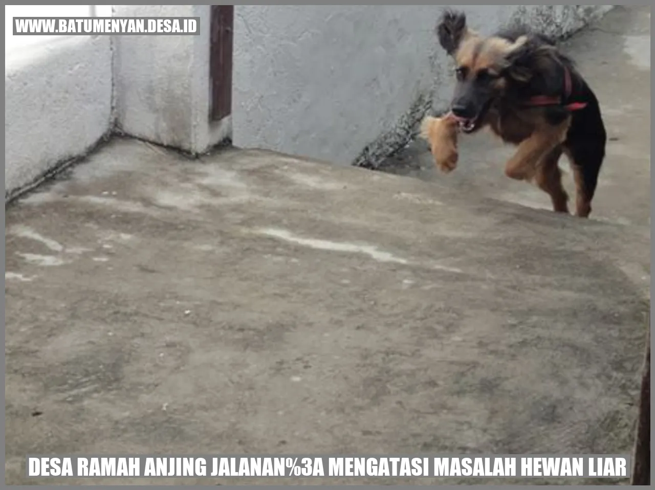 Desa Ramah Anjing Jalanan: Mengatasi Masalah Hewan Liar