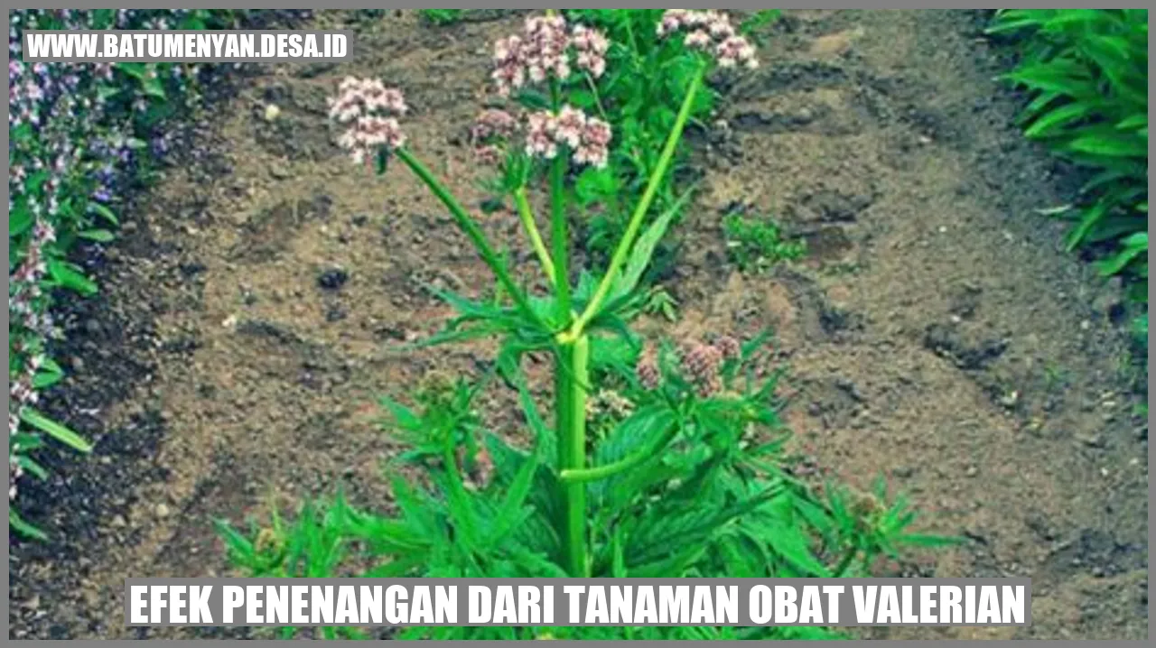 Efek Penenangan dari Tanaman Obat Valerian