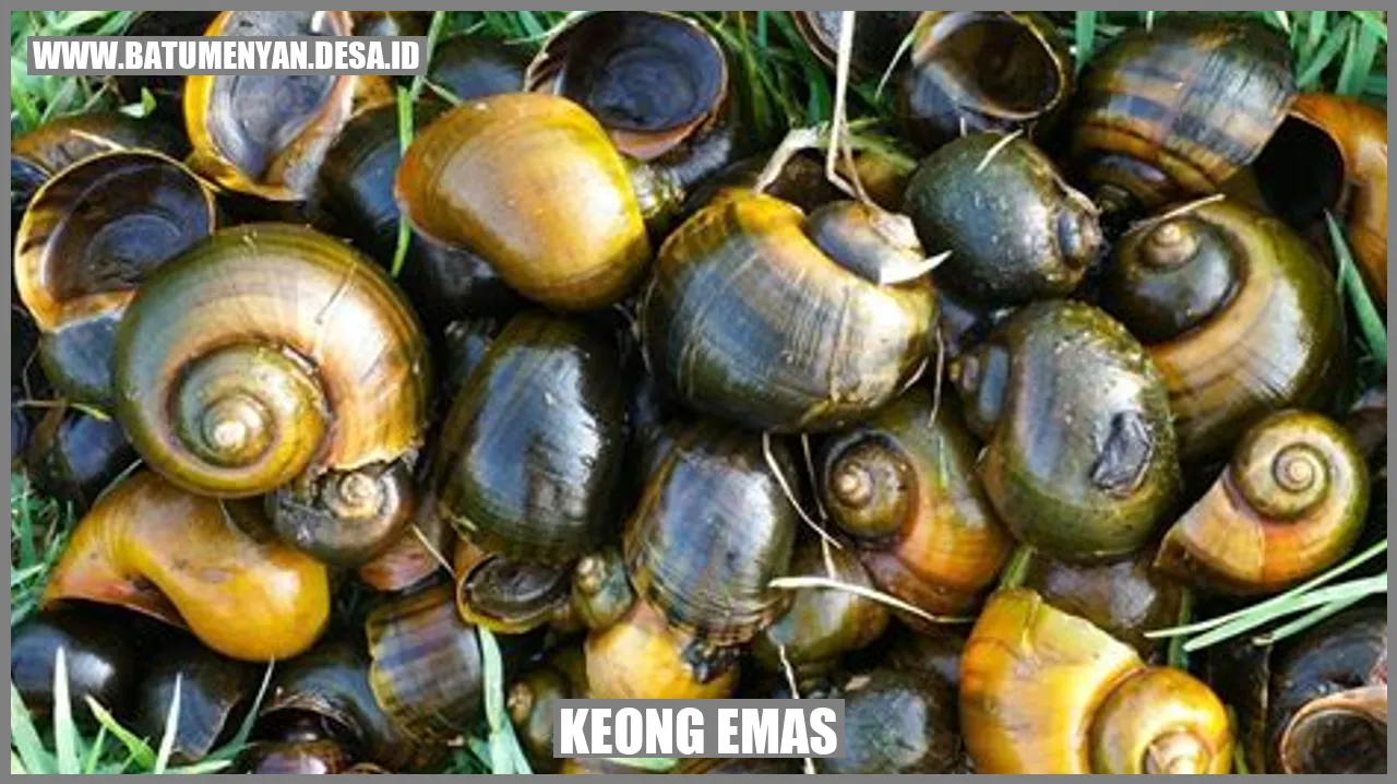 Keong Emas