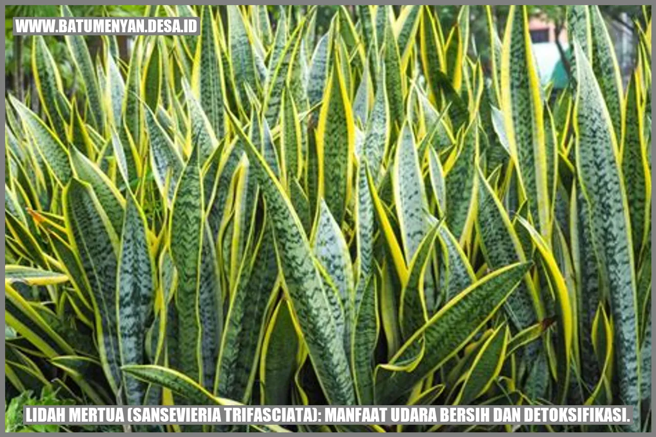 Lidah Mertua (Sansevieria trifasciata): Manfaat Udara Bersih dan Detoksifikasi.