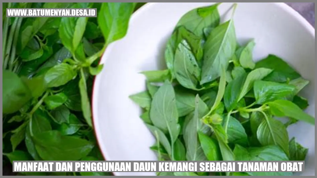 Daun Kemangi