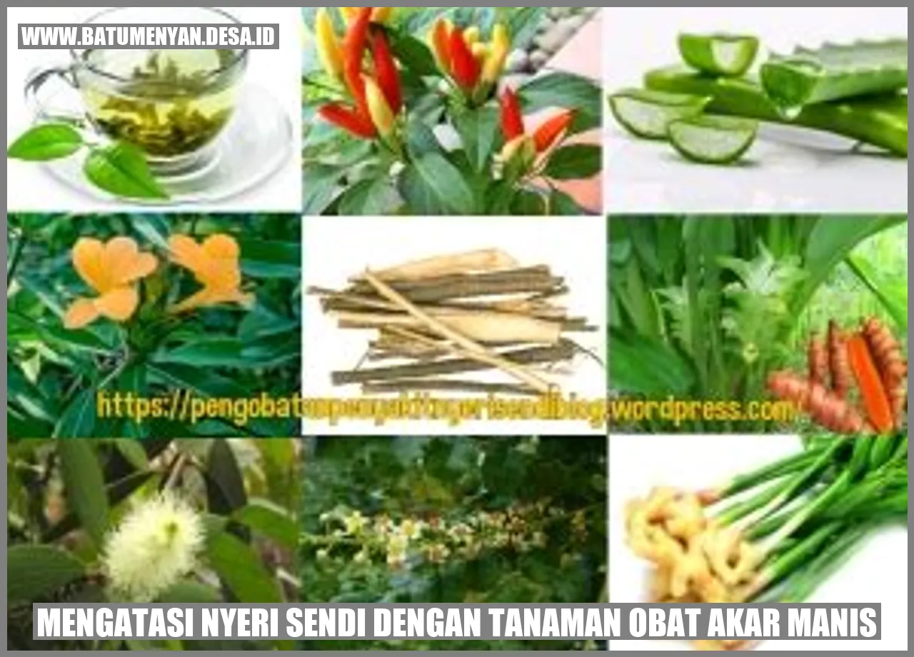 Tanaman Obat Akar Manis