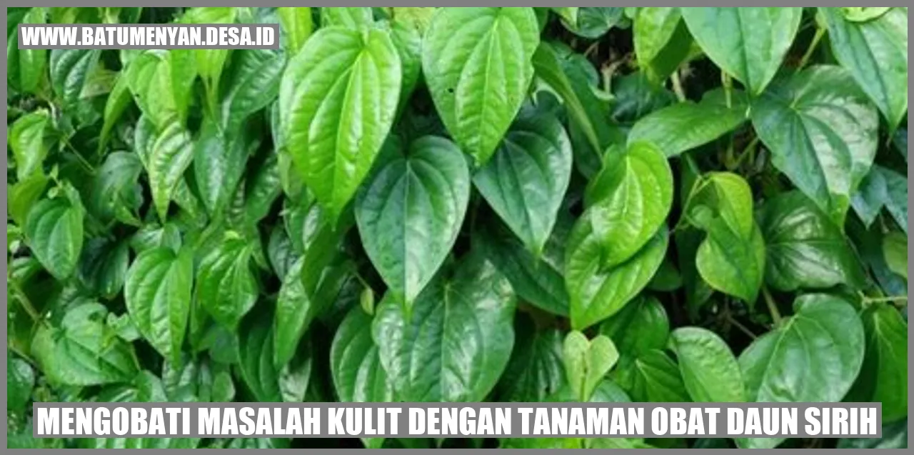 Tanaman Obat Daun Sirih