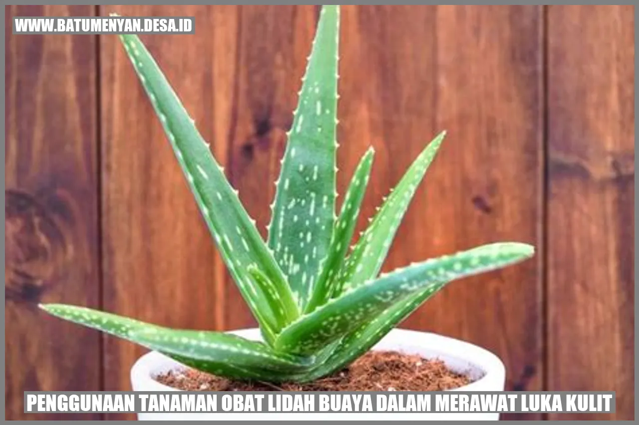 Lidah Buaya