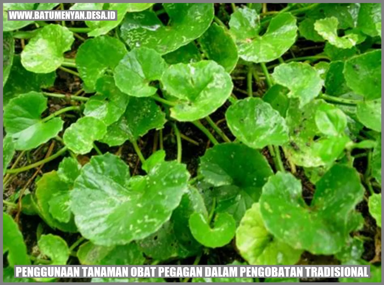 Gambar Tanaman Obat Pegagan