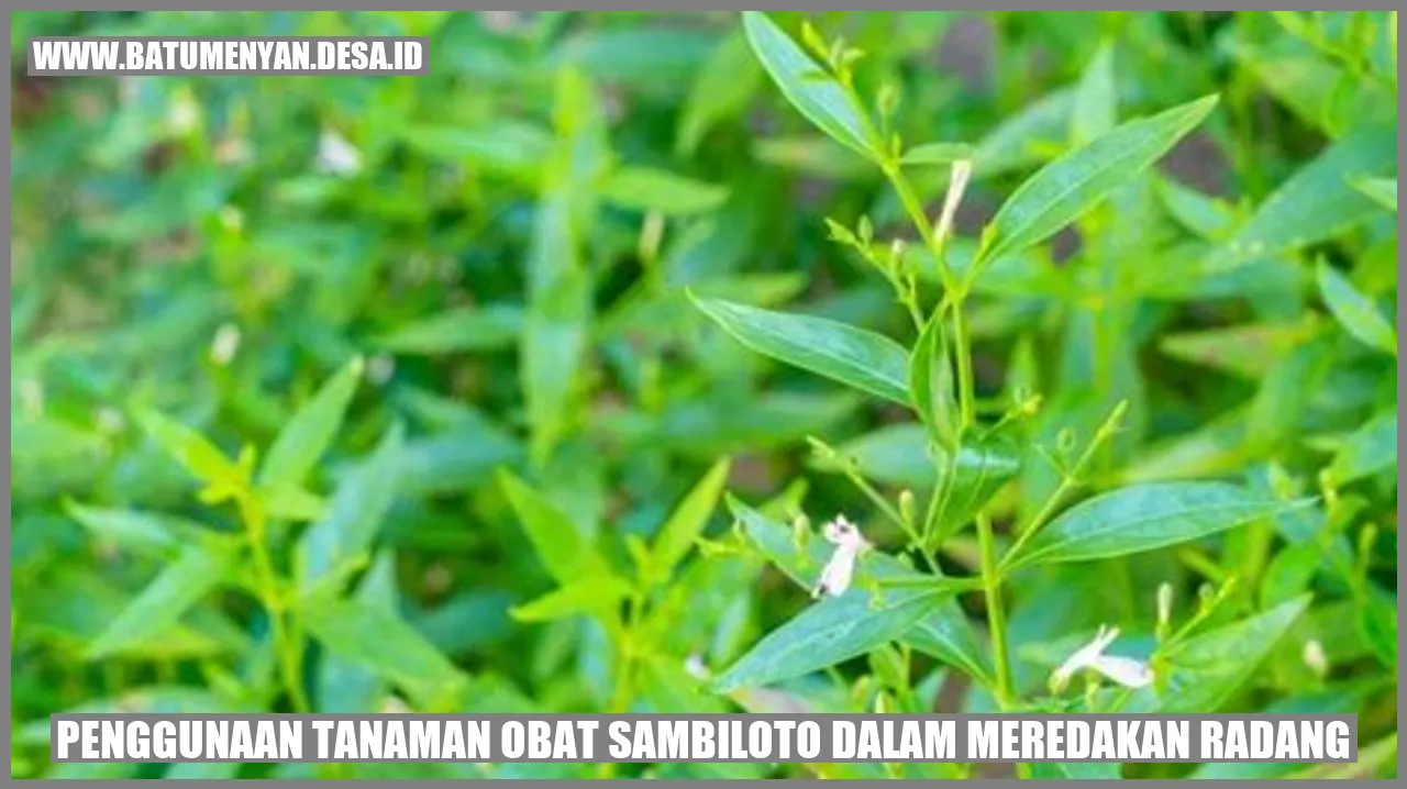 Penggunaan Tanaman Obat Sambiloto dalam Meredakan Radang