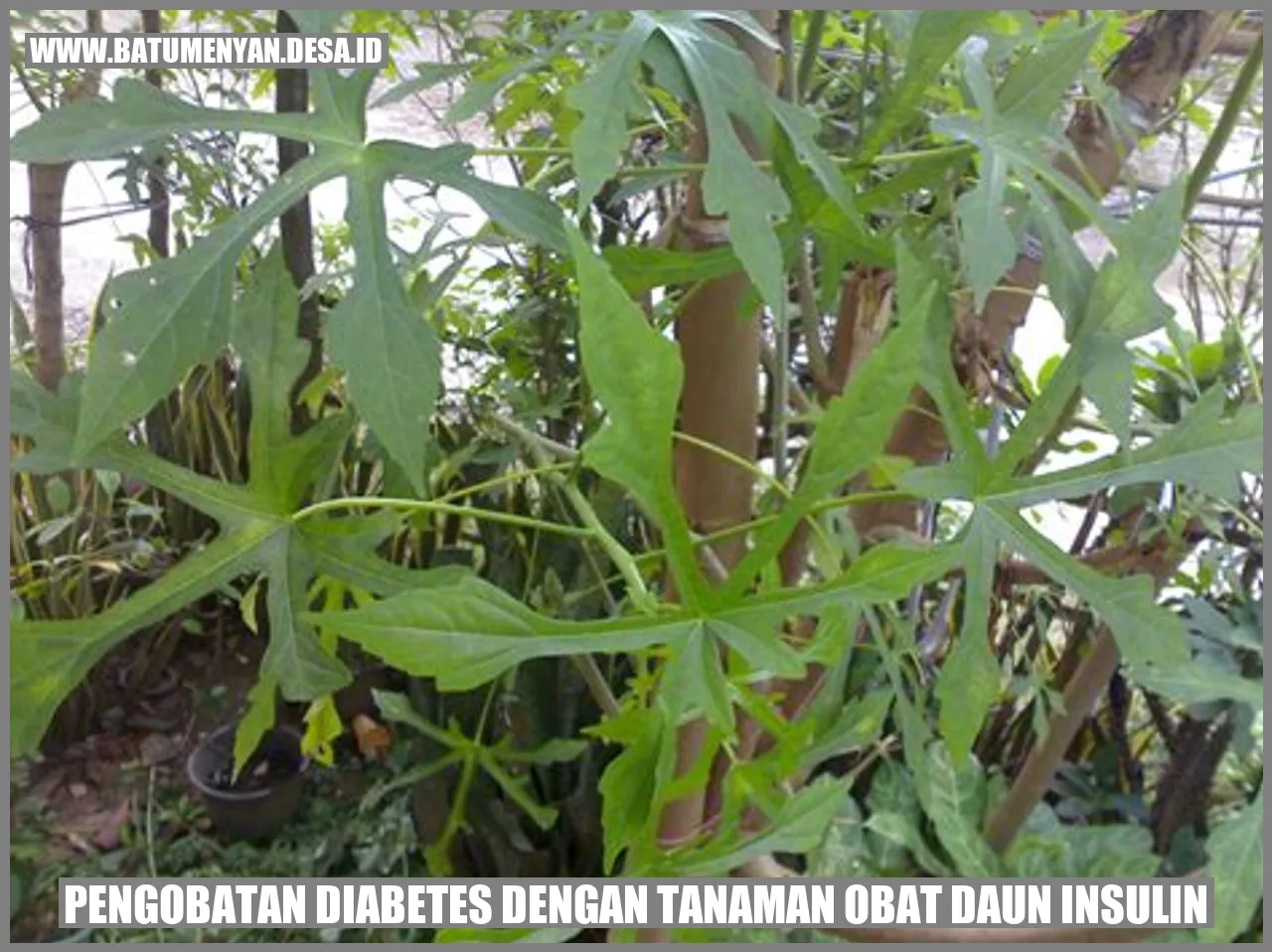 Daun Insulin