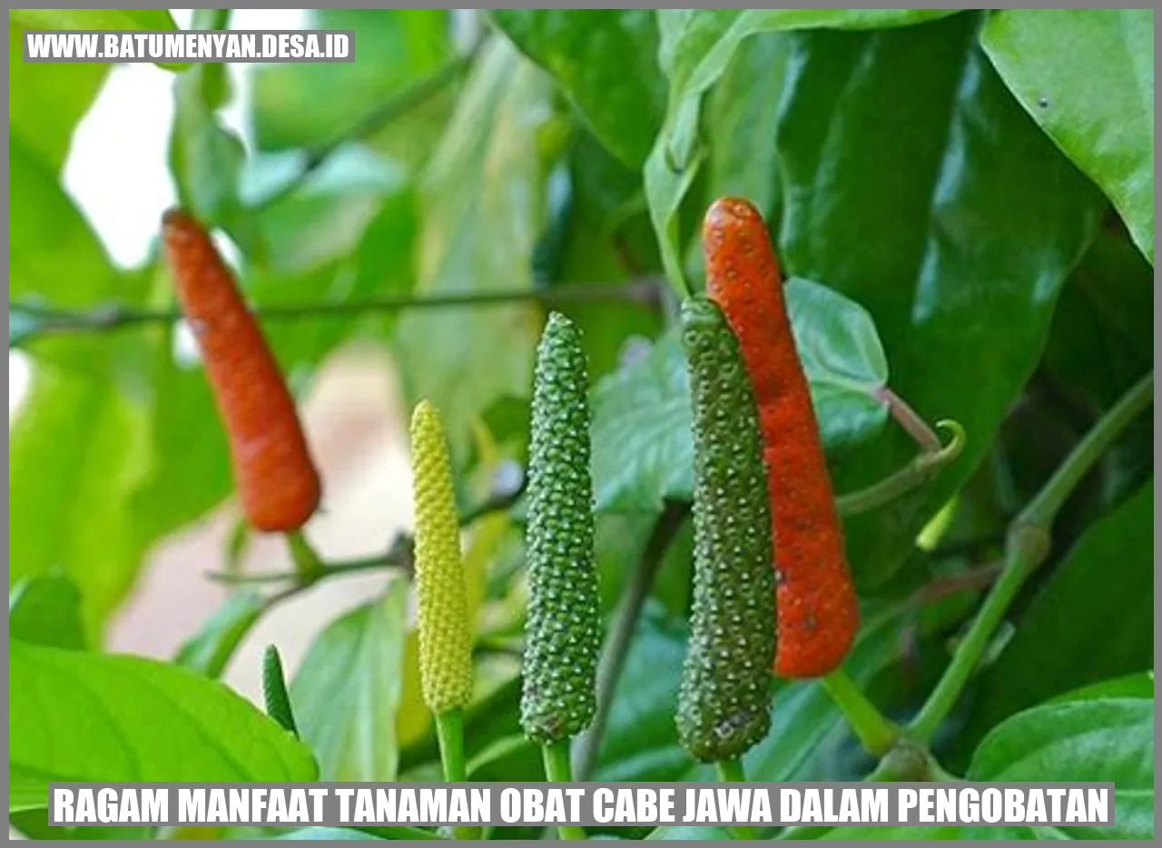 Tanaman Obat Cabe Jawa