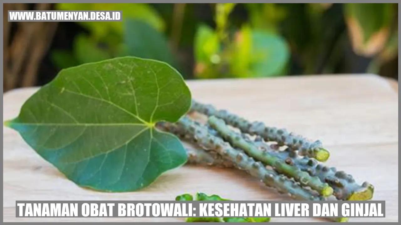 Tanaman Obat Brotowali: Kesehatan Liver dan Ginjal